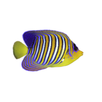 Imagem do produto Peixe Anjo